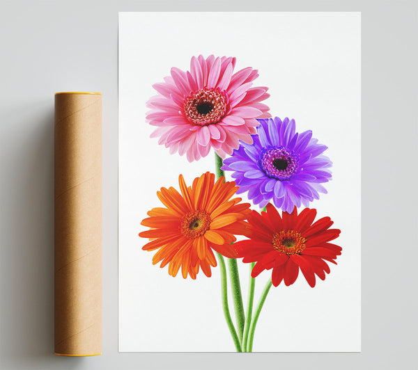 Gerbera Colours Giclee Print