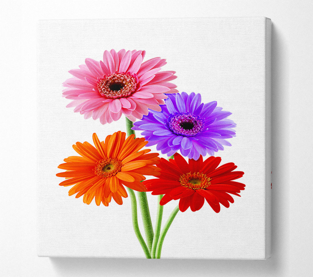  A Canvas Print of Gerbera Colours Canvas Wall Art