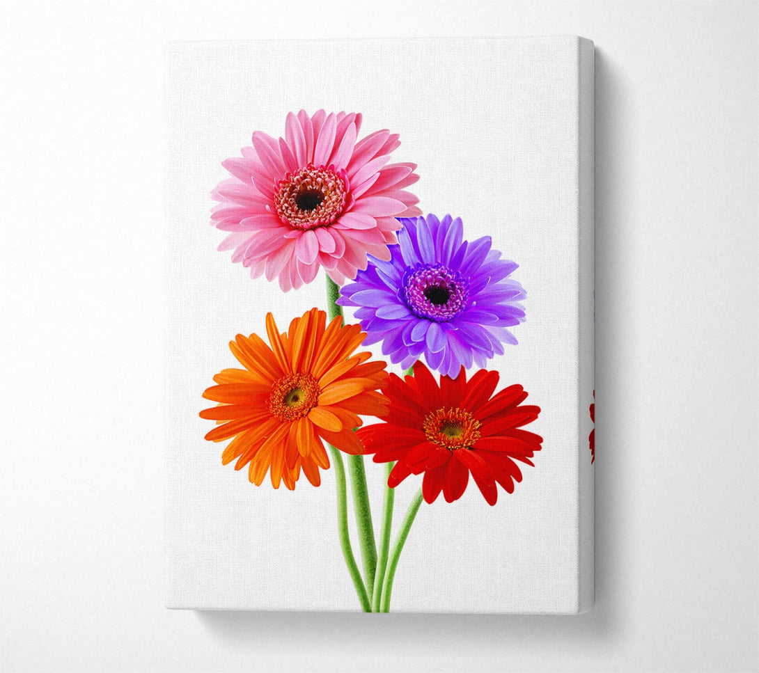  A Canvas Print of Gerbera Colours Canvas Wall Art