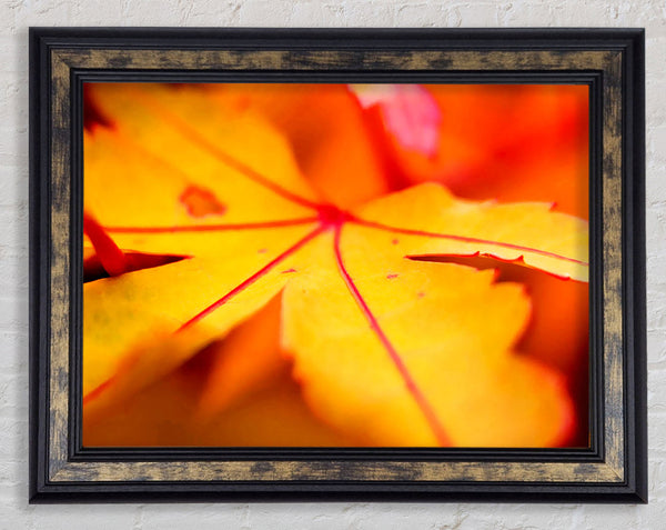 Orange Winter Leaf Framed Print