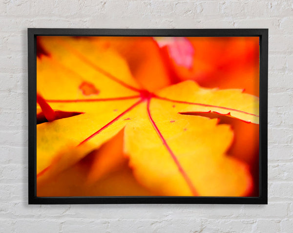 Orange Winter Leaf Framed Print