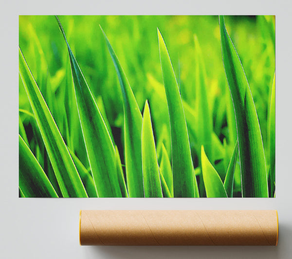 Green Leaf Shafts Giclee Print