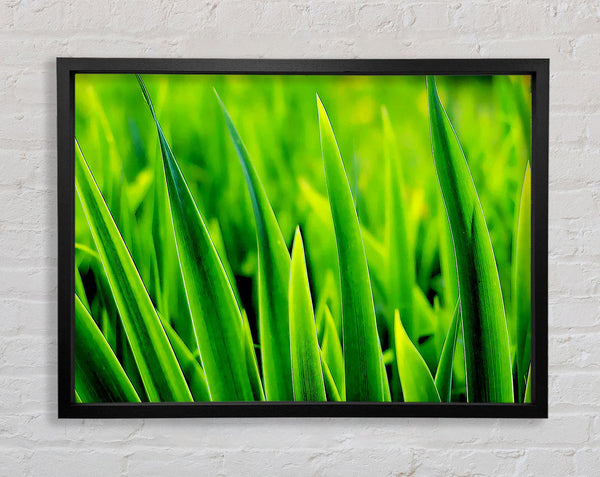 Green Leaf Shafts Framed Print