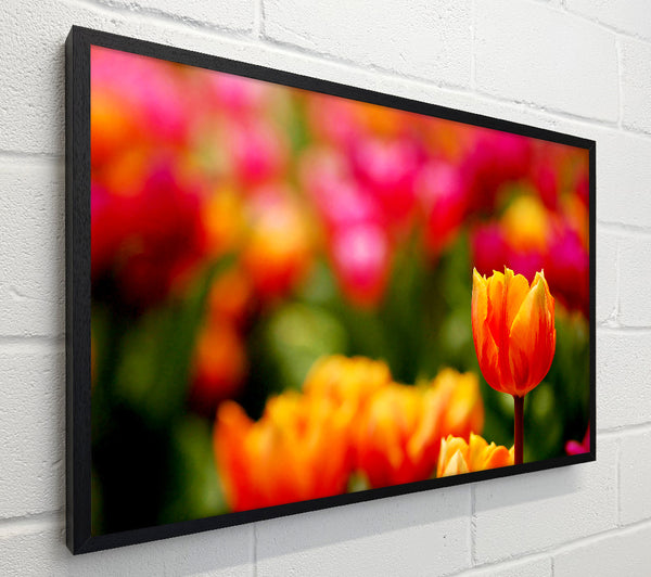 Orange Tulips In Bloom