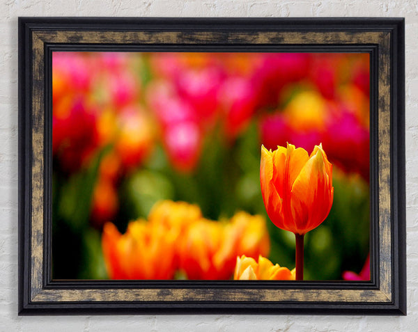 Orange Tulips In Bloom Framed Print