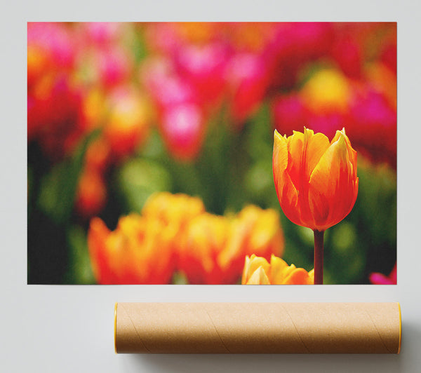 Orange Tulips In Bloom Giclee Print