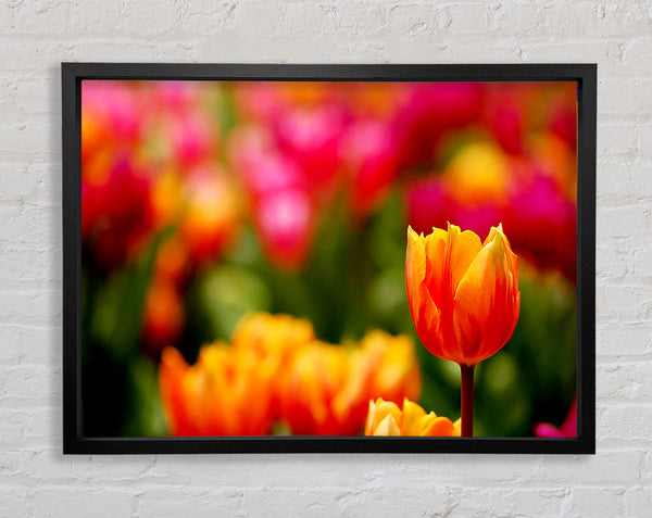Orange Tulips In Bloom Framed Print