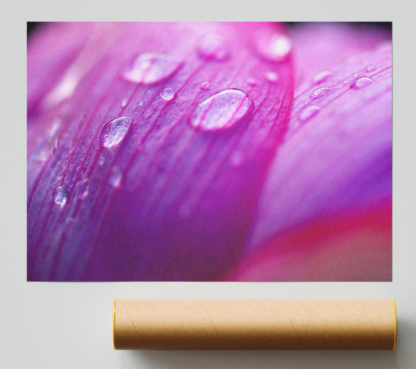 Pink Petal Dewdrop Beauty Print