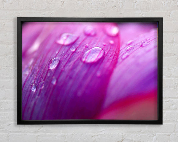 Pink Petal Dewdrop Beauty Framed Print