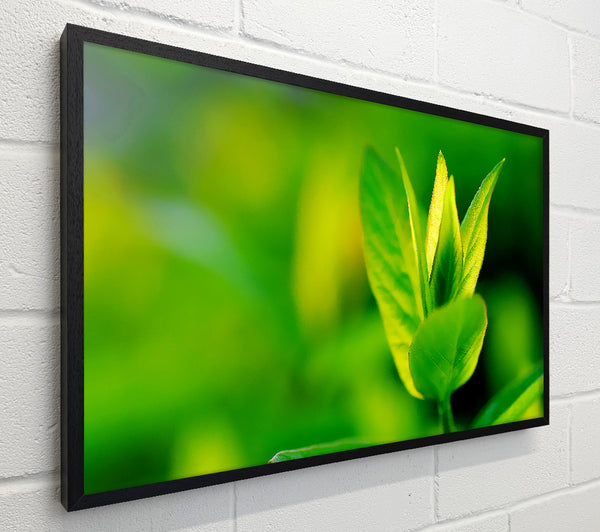 Green Leaf Flower