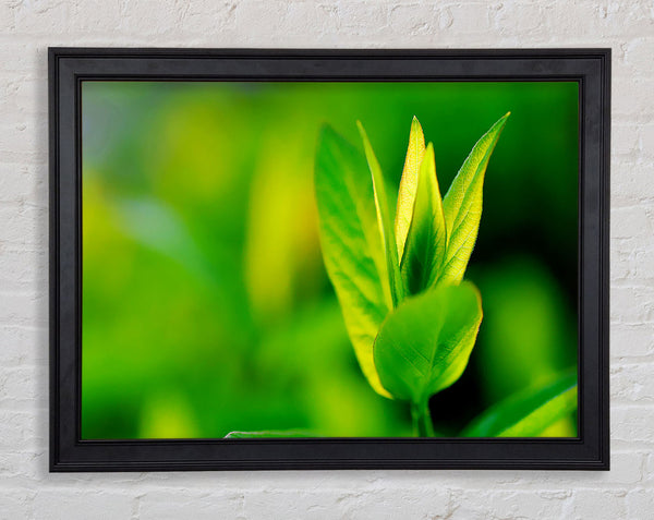 Green Leaf Flower Framed Print