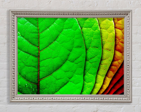 Colour Of Leaves Framed Print
