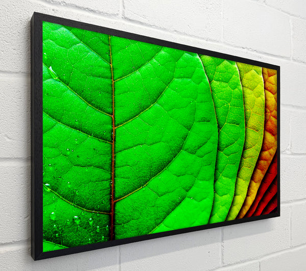 Colour Of Leaves