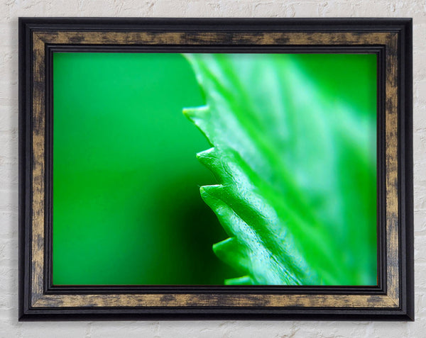 Jagged Green Leaves Framed Print