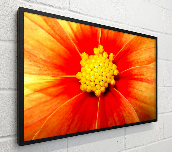 Orange Petal Delight