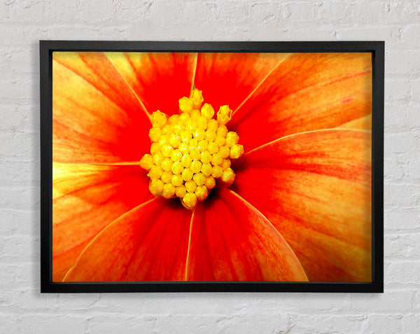 Orange Petal Delight Framed Print