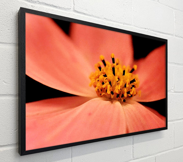 Orange Petal Beauty
