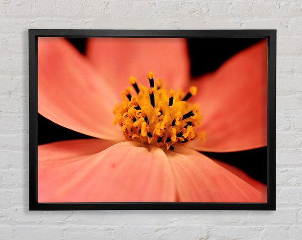 Orange Petal Beauty Framed Print