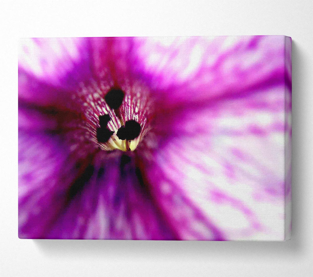  A Canvas Print of Stunning Cerise Centre Canvas Print
