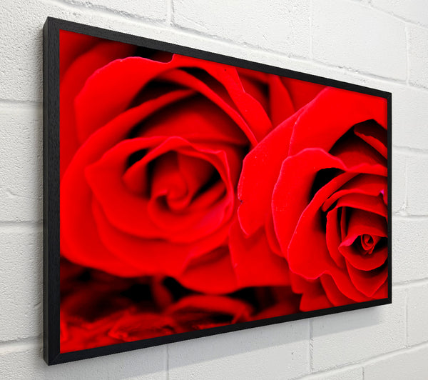Red Rose Close-Up Twins