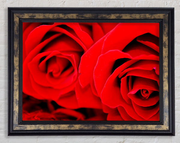 Red Rose Close-Up Twins Framed Print