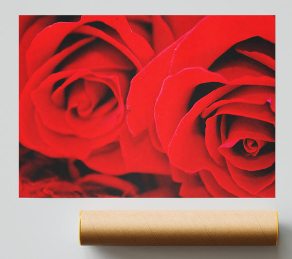 Red Rose Close-Up Twins Print