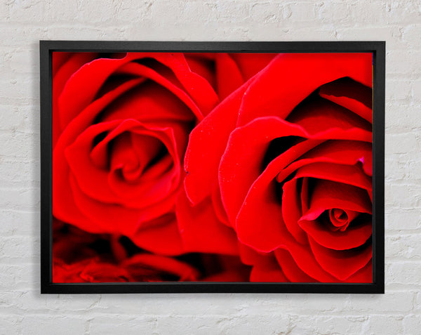 Red Rose Close-Up Twins Framed Print