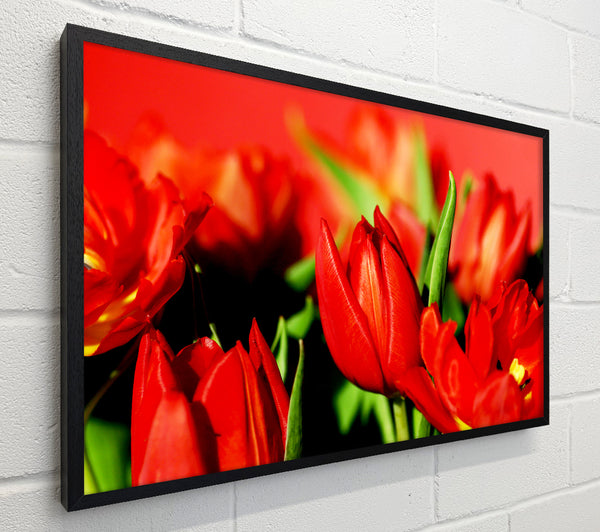 Tulips In Sunlight