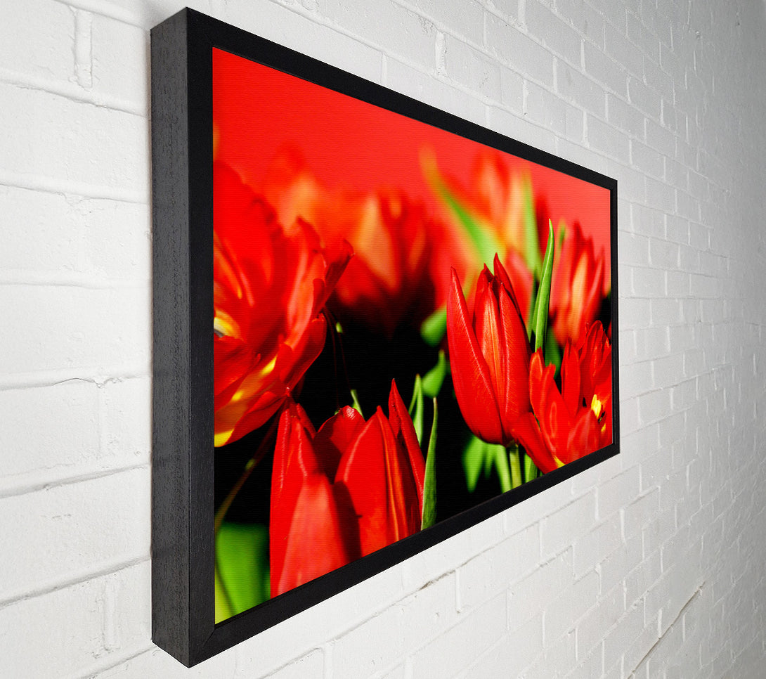  A Canvas Print of Tulips In Sunlight Canvas Wall Art