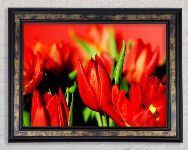 Tulips In Sunlight Framed Print