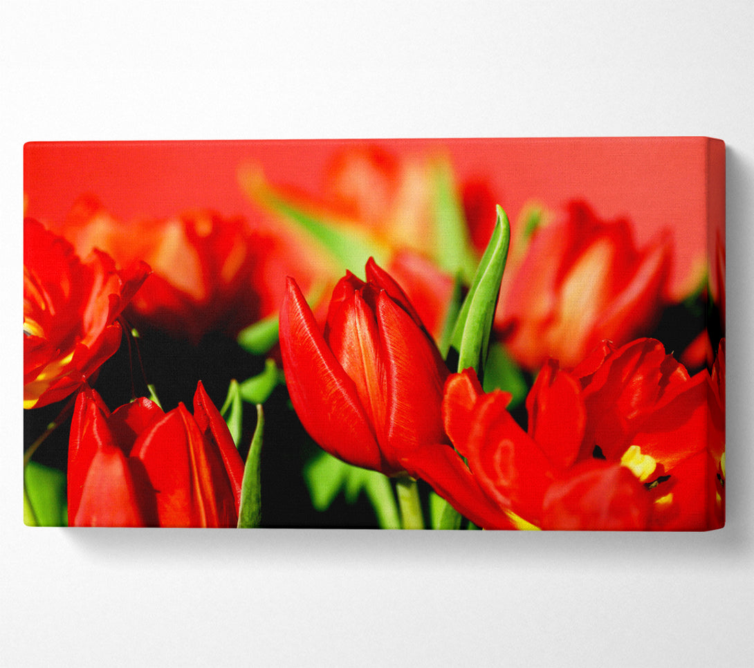  A Canvas Print of Tulips In Sunlight Canvas Wall Art