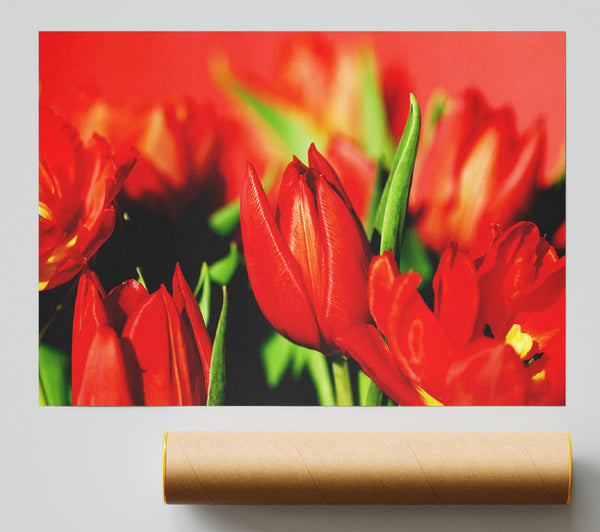 Tulips In Sunlight Poster