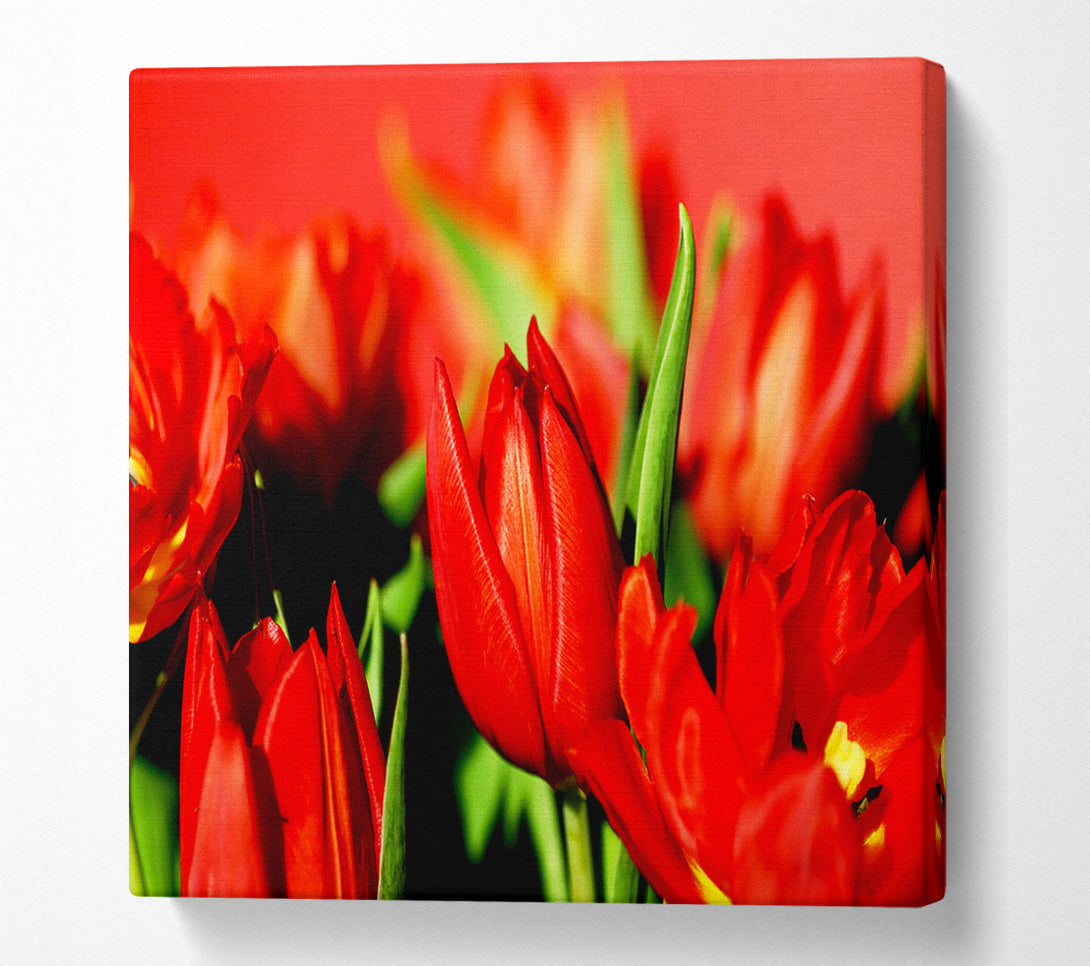 A Canvas Print of Tulips In Sunlight Canvas Wall Art
