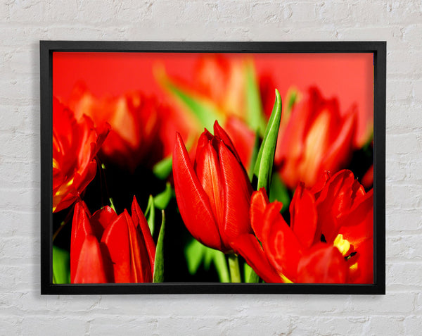 Tulips In Sunlight Framed Print