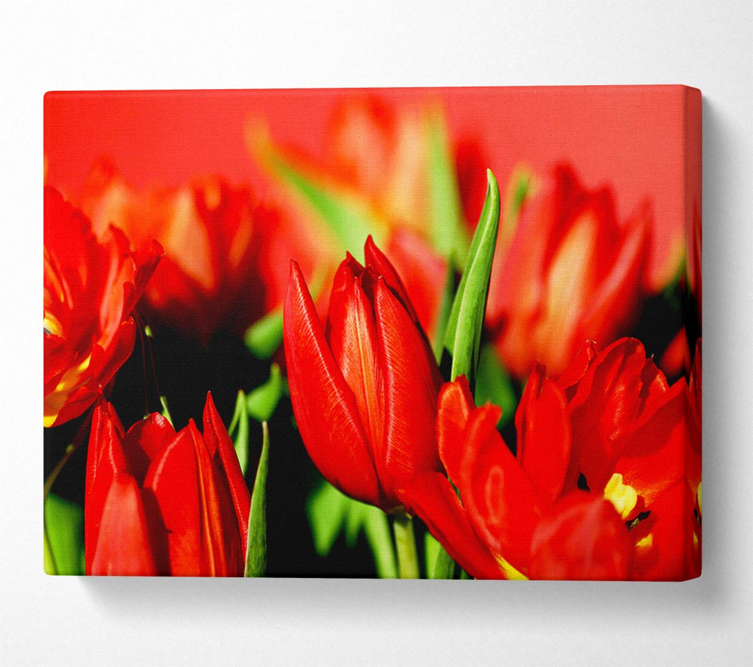  A Canvas Print of Tulips In Sunlight Canvas Wall Art