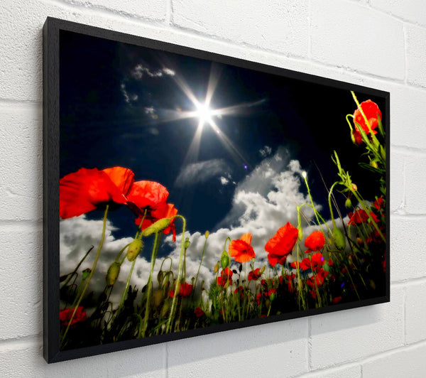 Poppy Field Sun Star