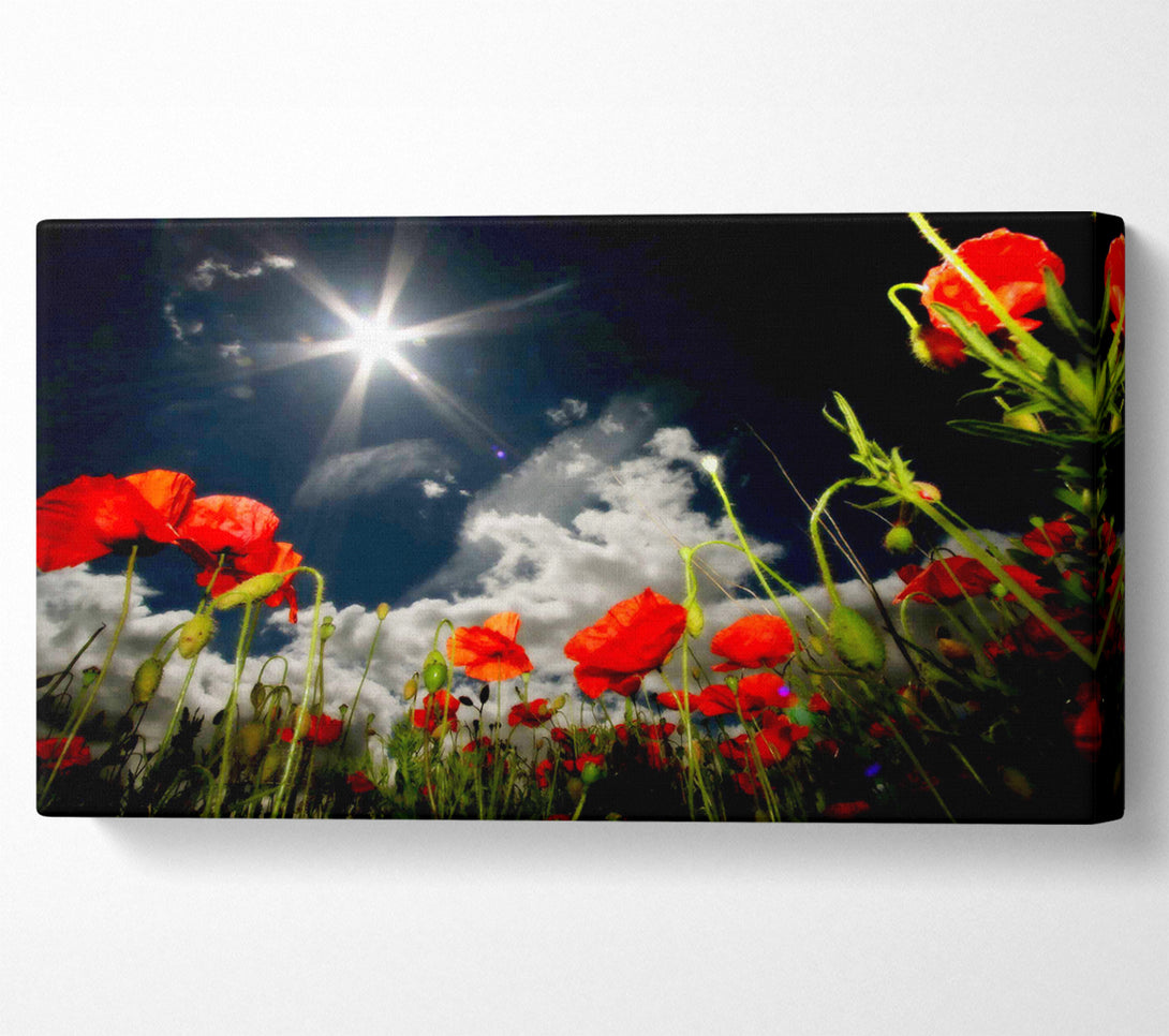 A Canvas Print of Poppy Field Sun Star Canvas Art