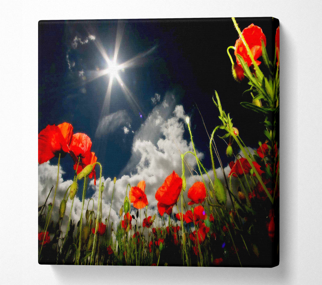 A Canvas Print of Poppy Field Sun Star Canvas Art