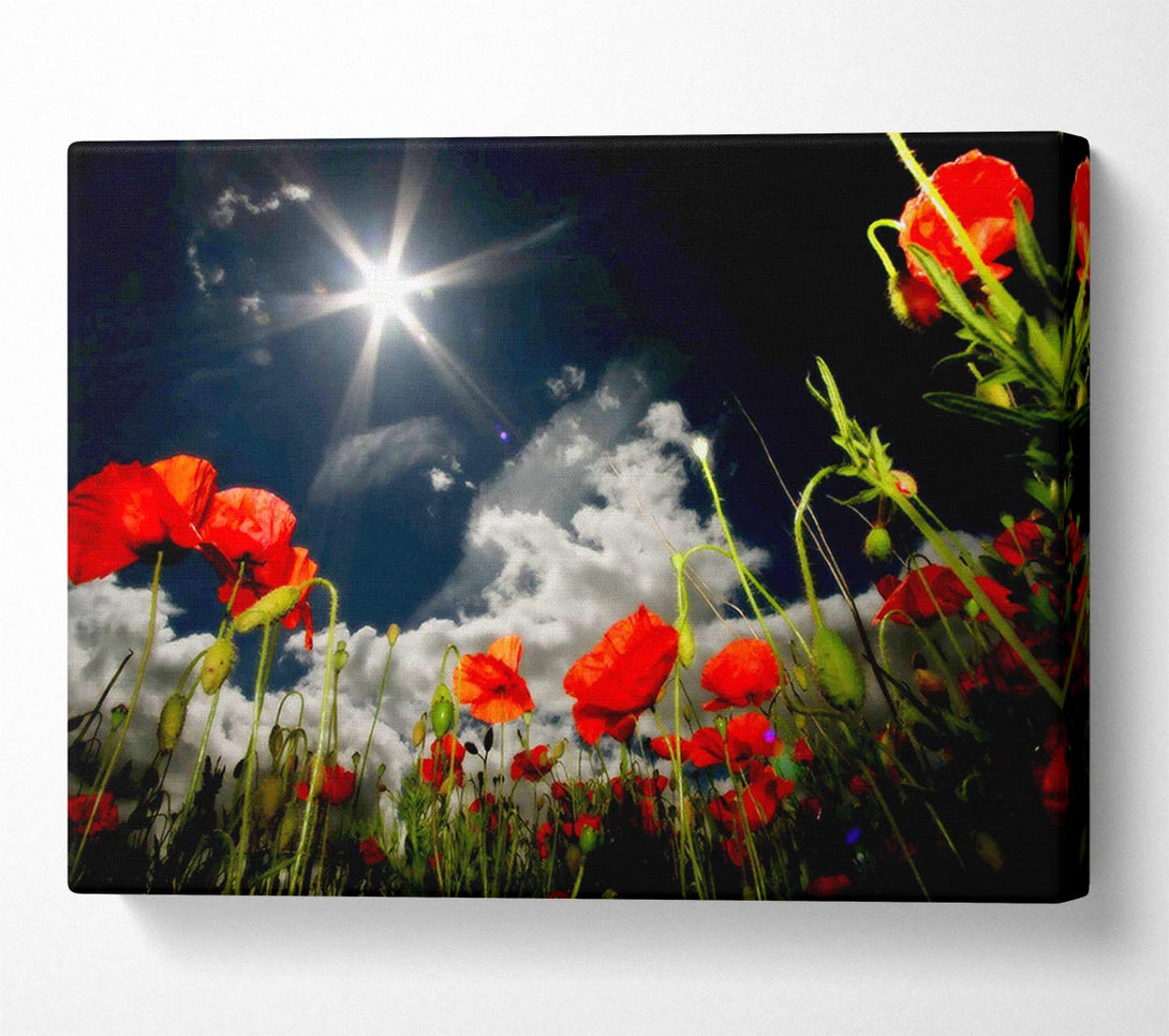  A Canvas Print of Poppy Field Sun Star Canvas Art