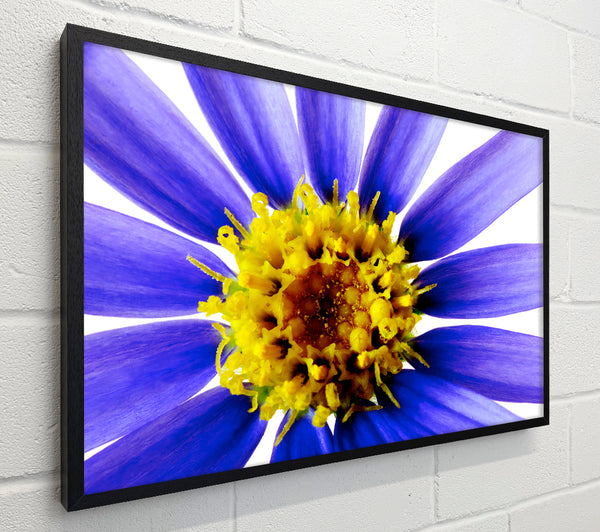 Purple Petal Beauty
