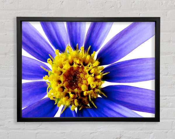 Purple Petal Beauty Framed Print