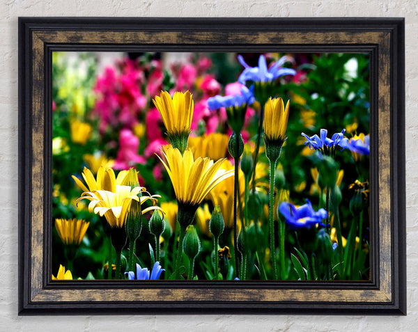 Vail Flowers In Colorado Framed Print