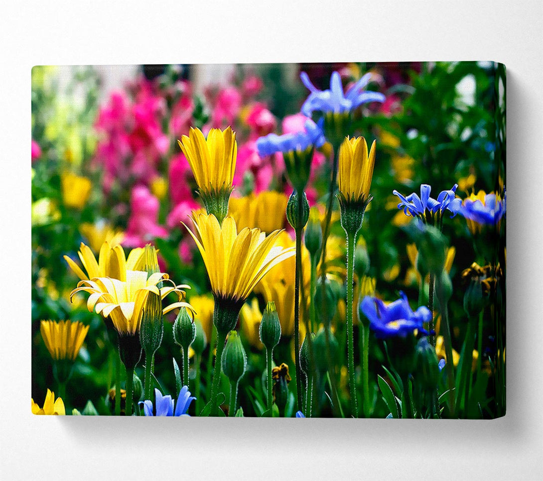  A Canvas Print of Vail Flowers In Colorado Canvas Print