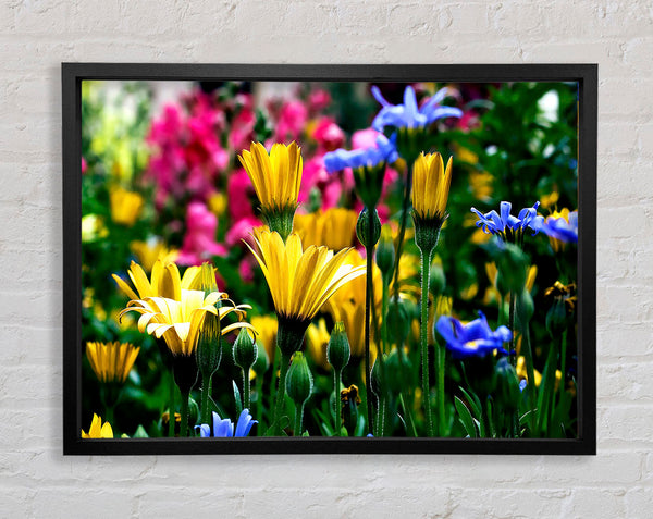 Vail Flowers In Colorado Framed Print