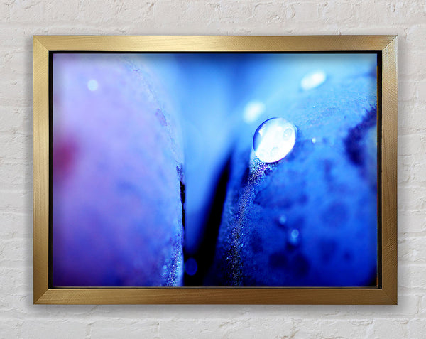 Blue Petal Water Droplet Framed Print