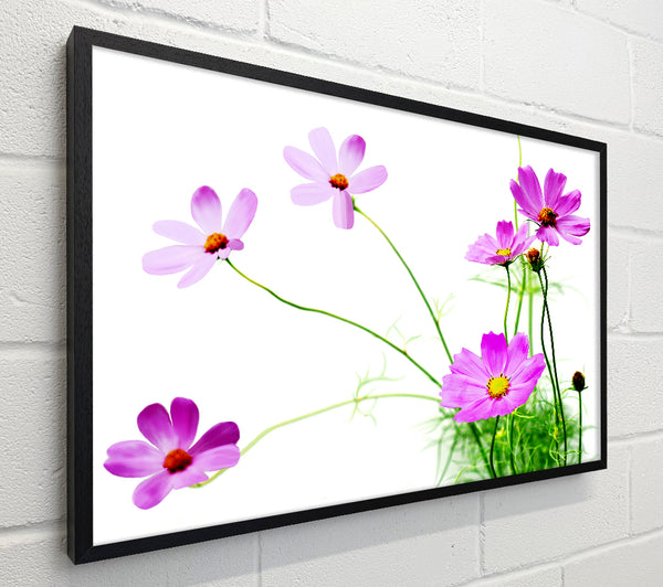 Pink Daisy Bloom