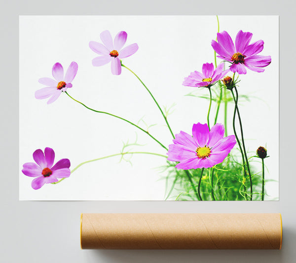 Pink Daisy Bloom Poster