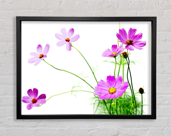 Pink Daisy Bloom Framed Print