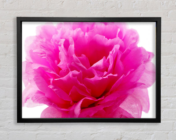 Pink Carnation Ruffles Framed Print