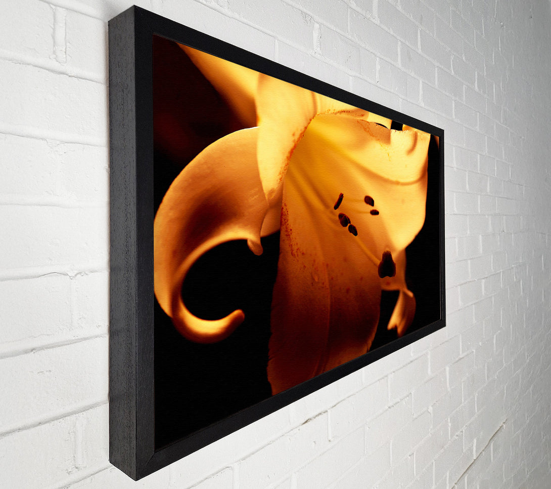  A Canvas Print of Cocoa Sun Blaze Canvas Art